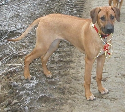 The right side of a tan with black Rhodesian Ridgeback standing in dirt that has a tire track in it. The dog has a silver and red ribbon around its neck.