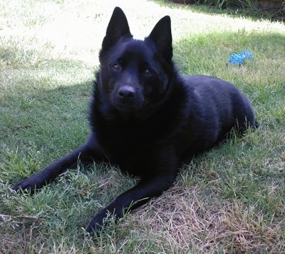 Front view - A medium-sized, shiny black Schipperke dog is laying across a yard and it is looking forward. There is a blue rubber toy behind it.