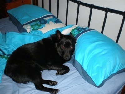 The right side of a black Schipperke dog that is laying on a bed. Its head is on a teal-blue pillow and it is looking forward. Its ears are pinned back.