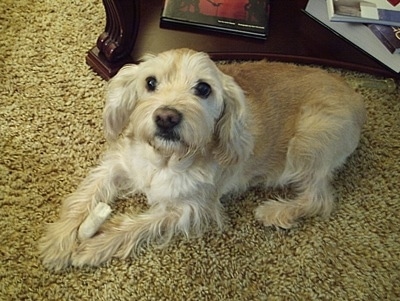 Side view - A blonde Schnocker is laying across a carpet and it is looking up. Behind it is a coffee table.