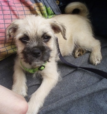 Side view - A wiry looking tan with black Schnug puppy laying on a bed and against a person in a grey, pink, yellow and green shirt. The puppy is looking forward. Its body is tan and its snout is black. Its coat looks wiry.