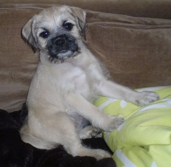 Pug Schnauzer Mix