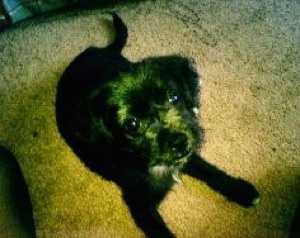 Top down view of a black with white Sco-Shi puppy that is laying on a tan carpet looking up.