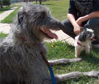 Close up - A large, poiny nosed black with grey Scottish Deerhound is laying in a field with its mouth open and tongue out. Across from it is a small black and white puppy that is panting.