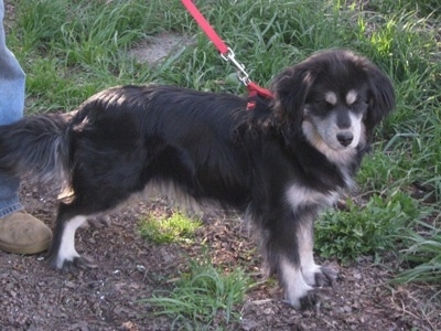 The right side of a black with tan Siberian Cocker dog that is standing on a dirt path and it is looking forward. The dog has longer fringe hair on its belly, tail and ears.