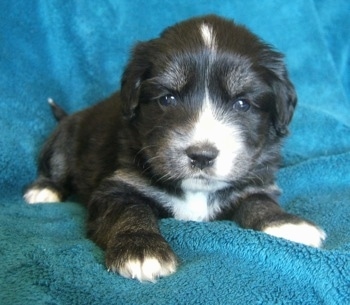 Close up front view - A young black with tan and white Siberian Cocker puppy is laying on a blanket that has been laid over a couch and it is looking forward.