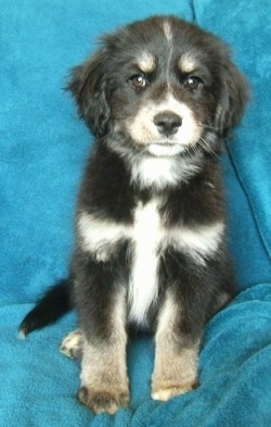 Front view - A fluffy black with tan and white Siberian Cocker puppy is sitting on a bright blue backdrop draped over a couch and it is looking forward.