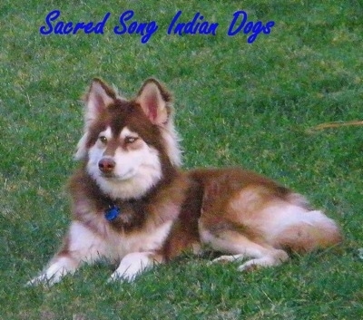 american dog native indian dogs siberian husky texas list breed puppy mix indians