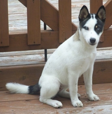 Husky Inu