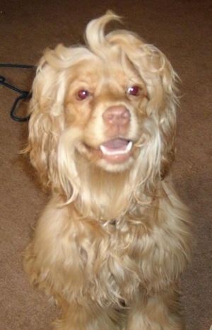 Spaniel Maltese