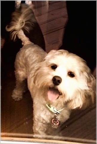 A picture of a shaved Silky Cocker taken from outside a window. The dog's mouth is open and tongue is sticking out. It has longer hair on its ears and the end of its tail, a black nose and black eyes.