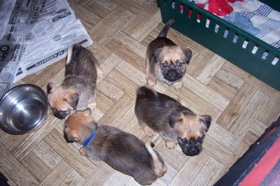 A Litter of Silky Pug puppies are walking and sitting on a hardwood floor. Some are walking to a water bowl and some are looking up.