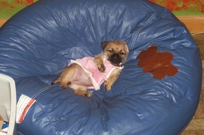 A tiny tan Silky Pug puppy is wearing a pink shirt and it is laying on its back on a blue bean bag chair that has a brown tape patch on it. It is looking up.