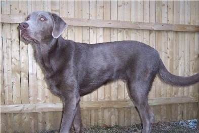 Left Profile - A silver Labrador Retriever is standing in front of a wooden fence
