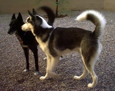 http://www.dogbreedinfo.com/images23/SledDogRetiredAlaskaMistySiberianHuskyRikkiPIay.jpg