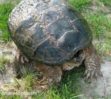 Close up - A Snapping turtle with its head in its shell waiting on a rock