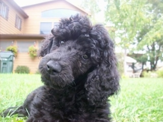 Close up front view head shot - A black Standard Poodle puppy laying in grass, its head is tilted to the right and it is looking forward. It has a thick wavy coat and long soft ears.