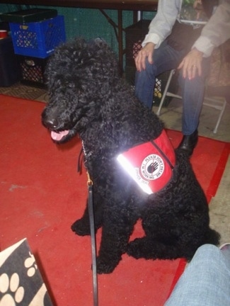 The left side of a thick, curly-coated, black Standard Poodle service dog that is sitting on a red rug. It is wearing a red vest looking to the left, its mouth is open and its tongue is sticking out.