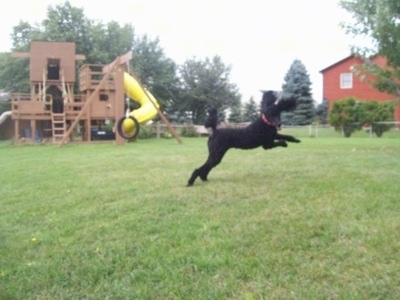 Action shot - The right side of a black Standard Poodle dog jumping across a grass yard with its ears flying up in the air. There is a wooden playground behind it.