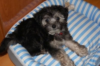 A small, fluffy, black with tan standard Schnoodle puppy laying on a blue striped dog bed and it is looking up. There is a rawhide bone on the bed behind the pup.