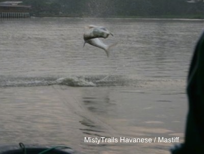 A tarpon fish is in mid-air jumping out of a body of water.