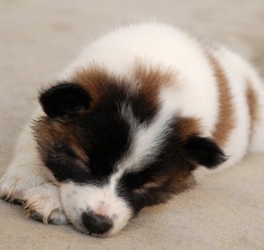 Close up - A small, fluffy, white with brown and black Thai BangKaew puppy is sleeping on a carpet. The dog has little perk ears.