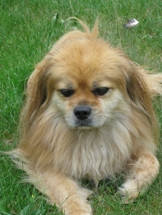 A tan with white Tibetan Spaniel is laying in grass and it is looking forward. It has long hair on its ears and chest.