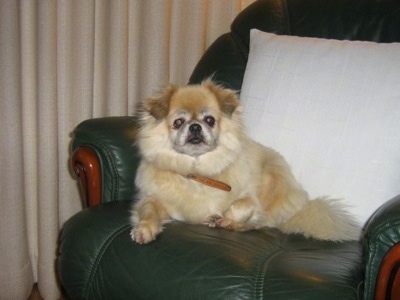 A tan Tibetan Spaniel dog laying across an arm chair and it is looking forward. Its coat is shaved short on its face.