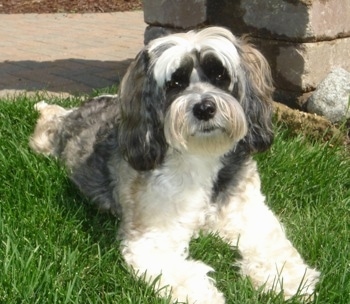 The front left side of a white, black and tan Tibetan Terrier is laying across grass and it is looking forward. It has a big black nose and wide round eyes.