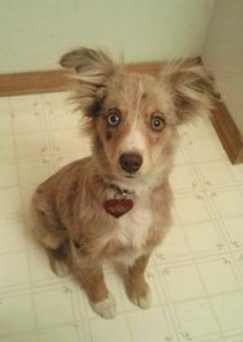 A merle tan with white Toy Australian Shepherd is sitting on a white tiled floor and is looking up. It has longer fly-away hair on its ears.