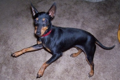 A black and tan Toy Manchester Terrier is laying on its right side on a tan carpet looking up.