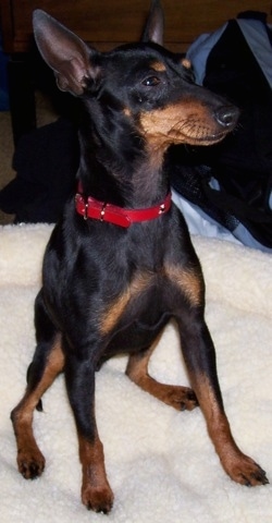 A black and tan Toy Manchester Terrier is wearing a red collar sitting on a tan dog bed looking to the right.