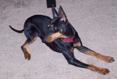 A black and tan Toy Manchester Terrier is wearing a red collar laying in a tan carpet looking to the left.
