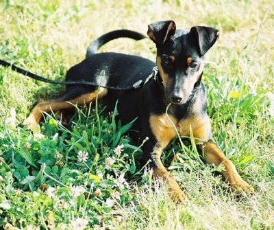 A black and tan Toy Manchester Terrier dog is laying outside in grass and looking forward. Its ears are flopped over to the front.