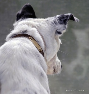 Close up - The backside of a white with black Mountain Feist is sitting in front of a window and there is a reflection of the dog showing the front of its face.