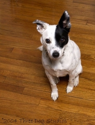 View from the top looking down at the dog - A white with black ticked Mountain Feist dog is sitting on a hardwood floor and looking up.