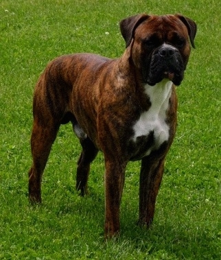 http://www.dogbreedinfo.com/images23/ValleyBulldogBuckEnglishBulldogBoxerDog2YearsOld.jpg