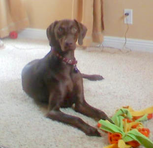 Vizsla And Weimaraner