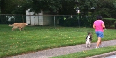 Dog barking from behind at a lady in a pink shirt who is walking a black and gray dog across a sidewalk.