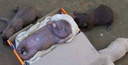 Water puppy born in Khayelitsha, South Africa laying in a little box on top of a towel with healthy puppies on the ground next to it