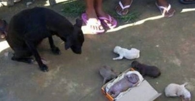Water puppy born in Khayelitsha, South Africa laying in a little box on top of a towel with healthy puppies on the ground next to it and a dog and people standing around