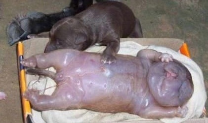 Water puppy born in Khayelitsha, South Africa laying in a little box on top of a towel with healthy puppies with a healthy puppy putting a paw on its belly