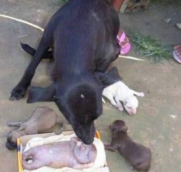 A mother dog licking its water puppy  as healthy puppys crawl around her. They were born in Khayelitsha, South Africa