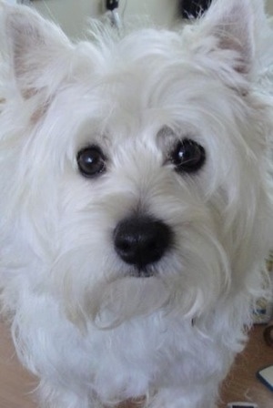 Close up head shot - A West Highland White Terrier is sitting on a carpet and it is looking forward. It looks soft with pure white hair, large black round eyes and a big black nose with pointy small perk ears.