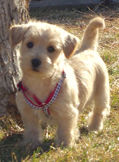 A small, short legged, low to the ground, tan Westiepoo puppy is standing outside in grass and to the left of it is a tree and it is looking forward.