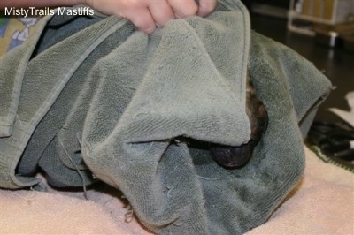 Puppy #1, Big Red Boy, is being cleaned in a towel