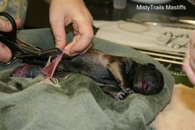 Puppy #1, Big Red Boy, is having its umbillical cord cut