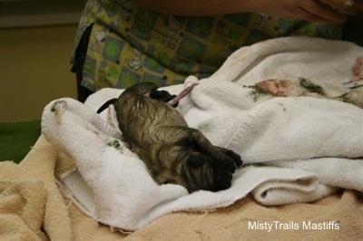 Puppy #3, Pink Girl, is having its umbillical cord cut