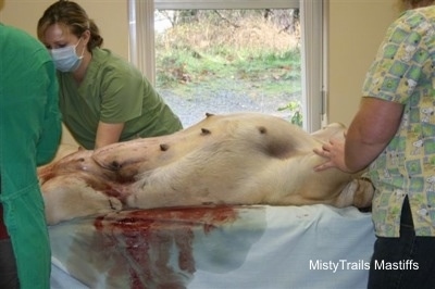 Dam on a table, with blood on the table