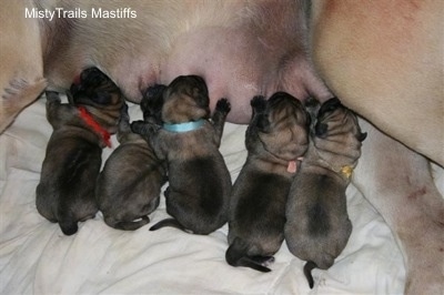 Puppies nursing on teets